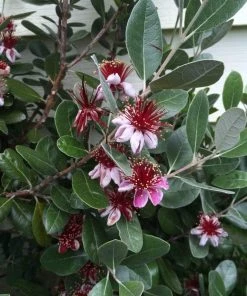 Roots Plants Pineapple Guava Plant | Feijoa Sellowiana