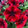 Roots Plants 20cm Petunia Sweetunia 'Fiona Flash' | 1L Pot Petunias