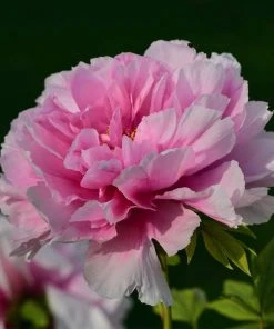 Roots Plants Peony 'Dr Alexander Fleming' | 3L Pot