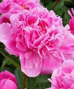 Roots Plants Peony 'Dr Alexander Fleming' | 3L Pot