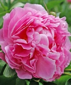 Roots Plants Peony 'Dr Alexander Fleming' | 3L Pot