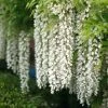 Roots Plants White Japanese Wisteria | Wisteria Floribunda 'Alba' | On A 90cm Cane In A 3L Pot