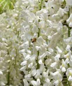 Roots Plants White Japanese Wisteria | Wisteria Floribunda 'Alba' | On A 90cm Cane In A 3L Pot