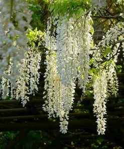Roots Plants White Japanese Wisteria | Wisteria Floribunda 'Alba' | On A 90cm Cane In A 3L Pot