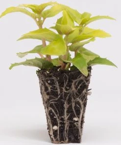 Roots Plants Fuchsias Fuchsia 'Patio Princess' Jumbo Plug Plants