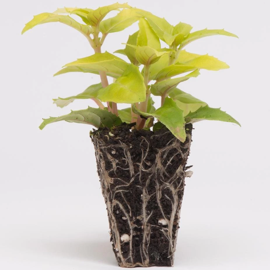 Roots Plants Hardy Fuchsia 'Alice Hoffman' Jumbo Plug Plants Fuchsias 5 Roots Plants Hardy Fuchsia 'Alice Hoffman' Jumbo Plug Plants Fuchsias