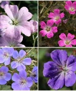 Roots Plants Geraniums & Pelargoniums Hardy Geranium Collection | 3 X 1L Pots