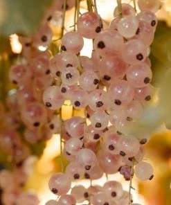 Roots Plants Gloire De Sablons' Pink Currant Plant Fruits