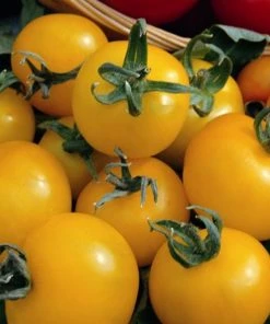 Roots Plants Salad Plants 15 Organic Colourful Tomato Plants 15 Roots Plants Salad Plants 15 Organic Colourful Tomato Plants