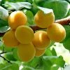 Roots Plants Golden Glow Apricot Tree Fruits