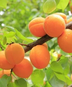 Roots Plants Golden Glow Apricot Tree Fruits