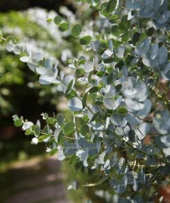 Roots Plants Trees & Shrubs Gunnii Eucalyptus Tree