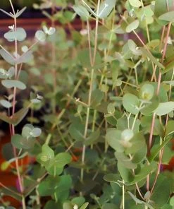 Roots Plants Trees & Shrubs Gunnii Eucalyptus Tree