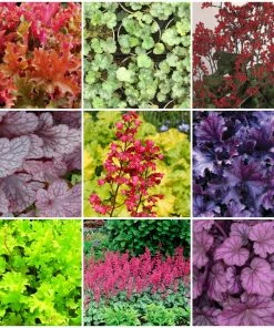 Roots Plants Heuchera Collection Perennials