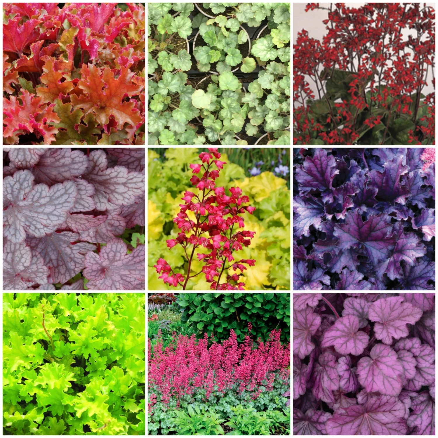 Roots Plants Heuchera Collection Perennials 3 Roots Plants Heuchera Collection Perennials