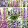 Roots Plants Delphinium Highlander Collection | 4 X 1L Pots