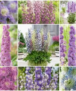 Roots Plants Delphinium Highlander Collection | 4 X 1L Pots