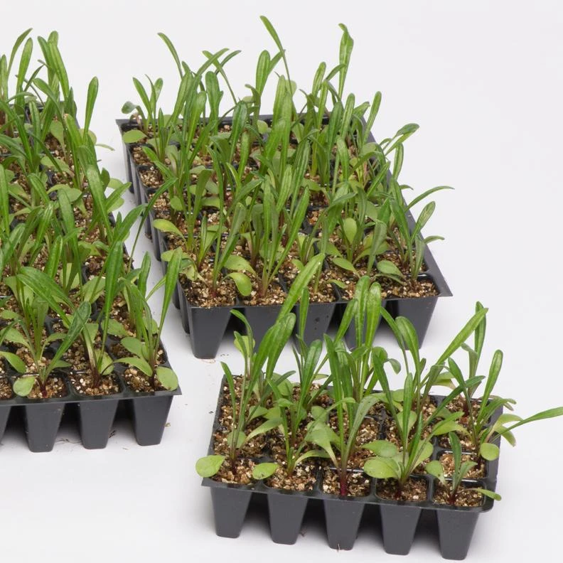 Roots Plants Geranium Sunflair Ruben 'Dark Red' Jumbo Plug Plants 7 Roots Plants Geranium Sunflair Ruben 'Dark Red' Jumbo Plug Plants