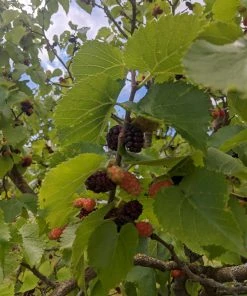 Roots Plants Repsime Mulberry Tree
