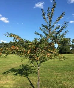 Roots Plants Mirabelle De Nancy Plum Tree