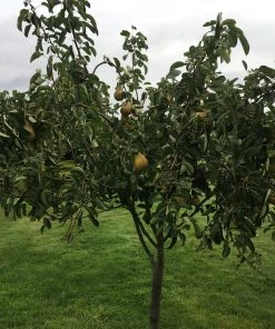 Roots Plants Conference Pear Tree