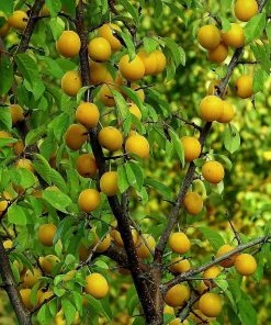Roots Plants Imperial Gage' Plum Tree Fruits