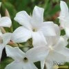 Roots Plants Common Jasmine | Jasminum 'Officinale' | On A 90cm Cane In A 3L Pot