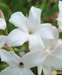 Roots Plants Common Jasmine | Jasminum 'Officinale' | On A 90cm Cane In A 3L Pot