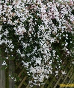 Roots Plants Common Jasmine | Jasminum 'Officinale' | On A 90cm Cane In A 3L Pot