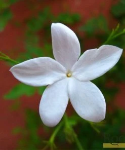 Roots Plants Common Jasmine | Jasminum 'Officinale' | On A 90cm Cane In A 3L Pot