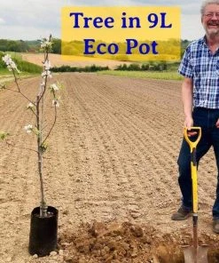 Roots Plants Fruits Doyenné Du Comice Pear Tree 12 Roots Plants Fruits Doyenné Du Comice Pear Tree