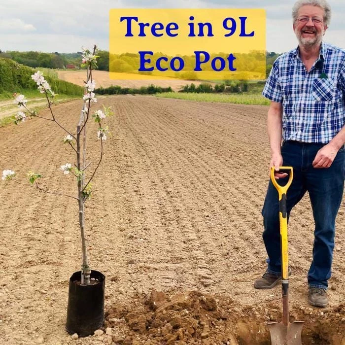 Roots Plants Trees & Shrubs Corkscrew Willow | Salix Matsudana 'Tortuosa' 8 Roots Plants Trees & Shrubs Corkscrew Willow | Salix Matsudana 'Tortuosa'