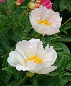 Roots Plants Peony 'Krinkled White' | 3L Pot