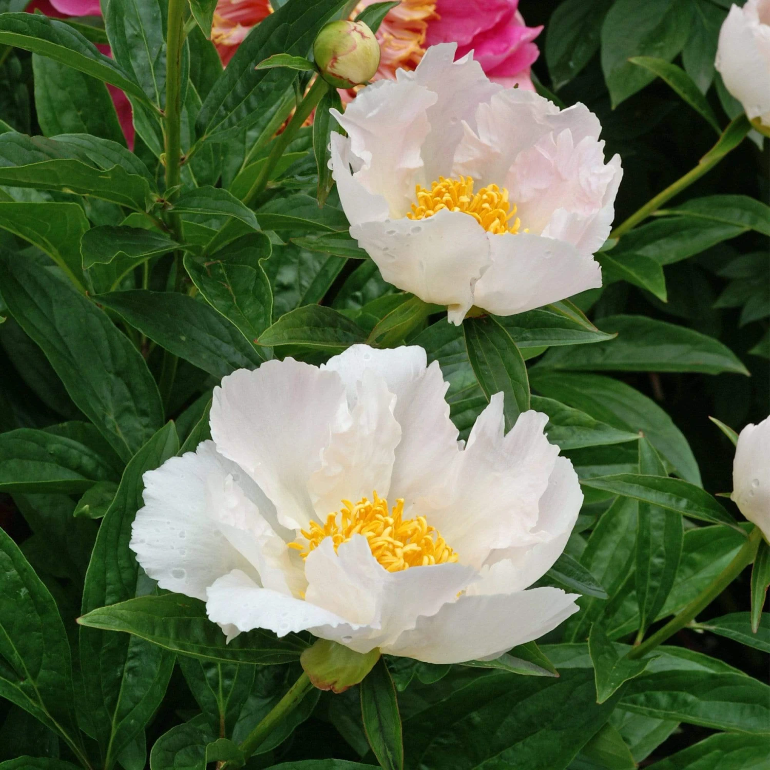 Roots Plants Peony 'Krinkled White' | 3L Pot 4 Roots Plants Peony 'Krinkled White' | 3L Pot