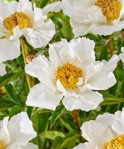 Roots Plants Peony 'Krinkled White' | 3L Pot 7 Roots Plants Peony 'Krinkled White' | 3L Pot