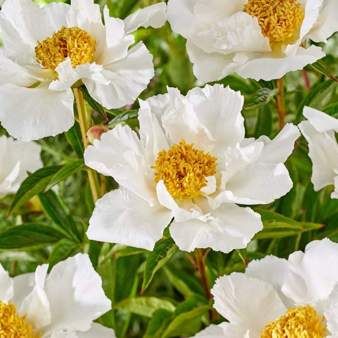 Roots Plants Peony 'Krinkled White' | 3L Pot 5 Roots Plants Peony 'Krinkled White' | 3L Pot