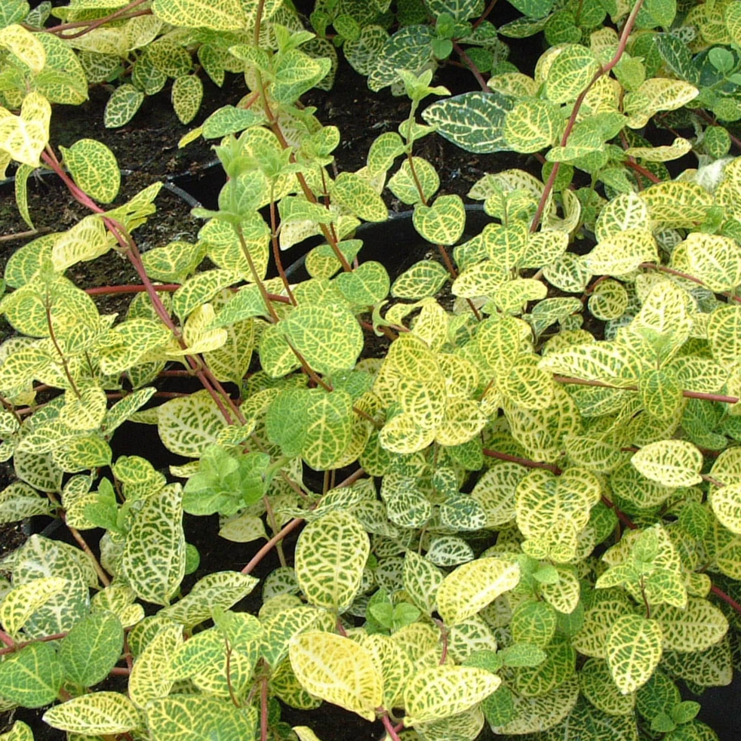 Roots Plants Honeysuckle 'Aureoreticulata' | Lonicera Japonica | On A 90cm Cane In A 3L Pot 3 Roots Plants Honeysuckle 'Aureoreticulata' | Lonicera Japonica | On A 90cm Cane In A 3L Pot
