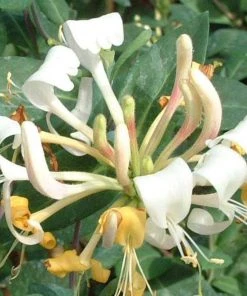 Roots Plants Honeysuckle 'Belgica' | Lonicera Periclymenum | On A 90cm Cane In A 3L Pot