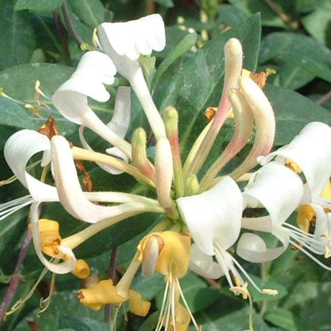Roots Plants Honeysuckle 'Belgica' | Lonicera Periclymenum | On A 90cm Cane In A 3L Pot 4 Roots Plants Honeysuckle 'Belgica' | Lonicera Periclymenum | On A 90cm Cane In A 3L Pot