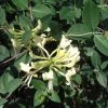 Roots Plants Honeysuckle 'G.S. Thomas' | Lonicera Periclymenum | On A 90cm Cane In A 3L Pot 1 Roots Plants Honeysuckle 'G.S. Thomas' | Lonicera Periclymenum | On A 90cm Cane In A 3L Pot