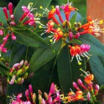 Roots Plants Honeysuckle 'Henryi' | Lonicera Japonica | On A 90cm Cane In A 3L Pot 4 Roots Plants Honeysuckle 'Henryi' | Lonicera Japonica | On A 90cm Cane In A 3L Pot