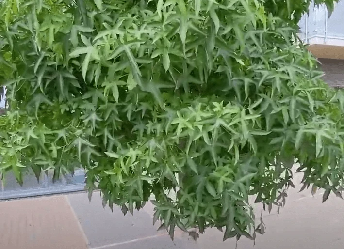 Roots Plants Sweetgum Tree | Liquidambar Styraciflua 'Worplesdon' 9 Roots Plants Sweetgum Tree | Liquidambar Styraciflua 'Worplesdon'