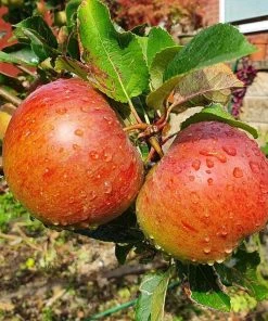 Roots Plants Lord Lambourne' Apple Tree