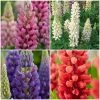 Roots Plants Lupin Legendary Shades Collection | 6 X 1L Pots