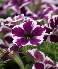 Roots Plants 20cm Petunia 'Miss Marvelous' | 1L Pot