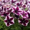 Roots Plants 20cm Petunia 'Miss Marvelous' | 1L Pot