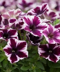 Roots Plants 20cm Petunia 'Miss Marvelous' | 1L Pot