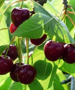 Roots Plants Mini Orchard Collection | Apple, Cherry & Plum Fruits