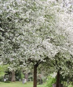 Roots Plants Montreal Beauty' Crabapple Tree