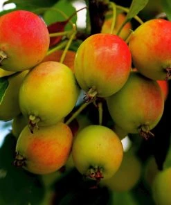 Roots Plants Montreal Beauty' Crabapple Tree